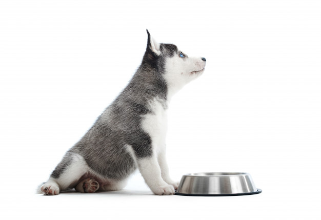 Qual a importância da altura do comedouro e bebedouro do pet?