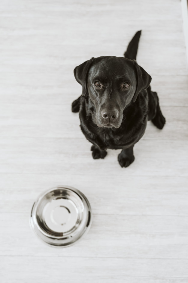 O que você entende por uma alimentação saudável para o pet?
