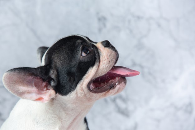 Catarata em cães, tem cura?