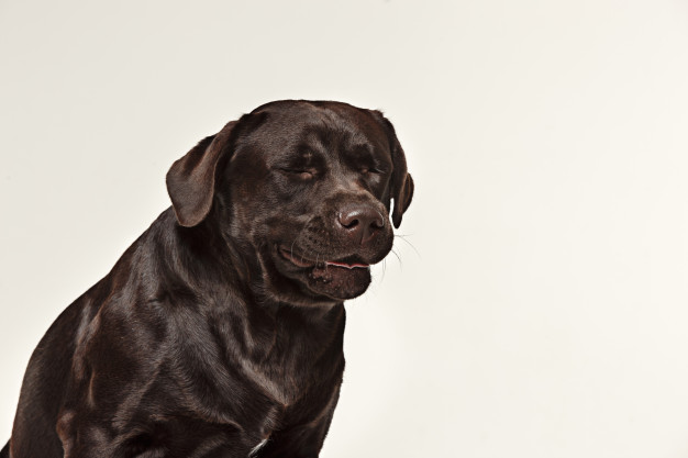 As principais doenças oftálmicas nos animais idosos