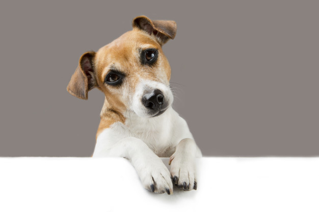 Como saber que meu animal tem olho seco?