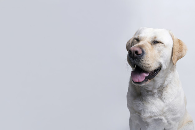 Diabetes e cataratas em cães, o que tem a ver?