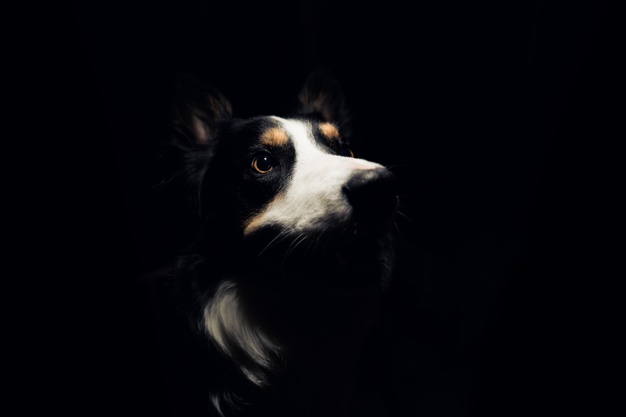 Como eu sei que meu animal tem dificuldade de enxergar em ambientes escuros?