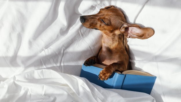 Como fica o olho do seu animalzinho enquanto ele dorme?