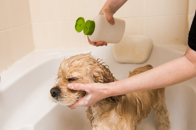 Os Perigos do Shampoo no Olho