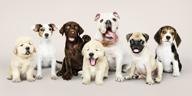 História da Visão Animal