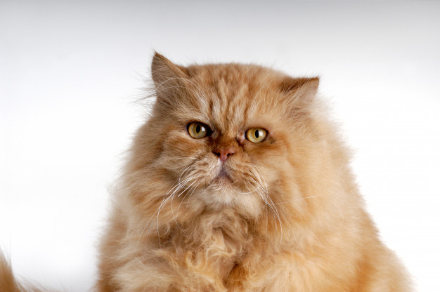 Problemas oftálmicos do Gato Persa