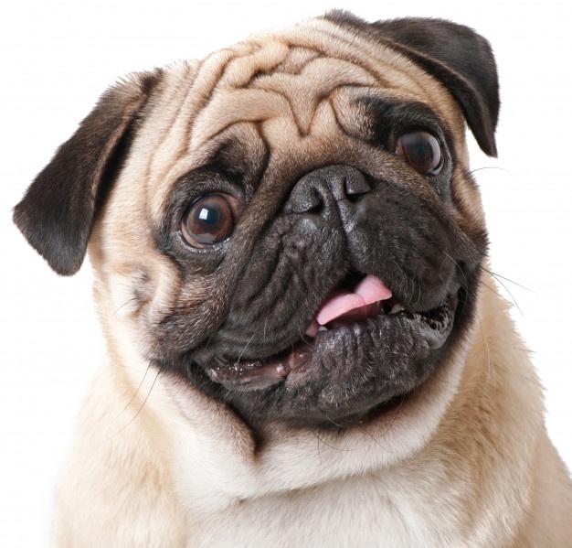3 Doenças oftálmicas mais comuns em cães de focinho curto
