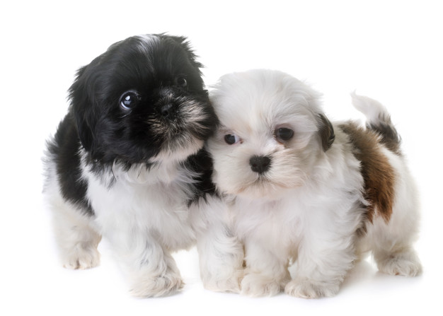 3 Principais afecções oculares em Shih-Tzu