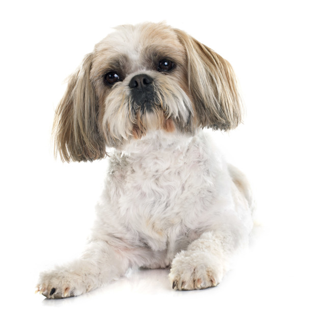 Dicas importantes sobre o banho do seu Shih-tzu ou Lhasa Apso