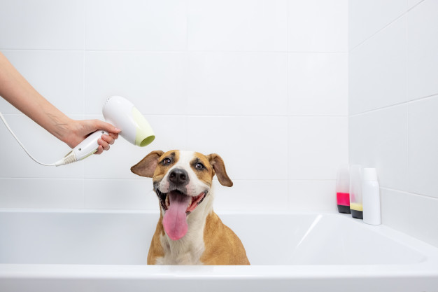 Shampoo e secador, qual a forma correta de usar?